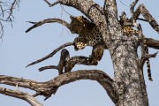 Leopard in Tree